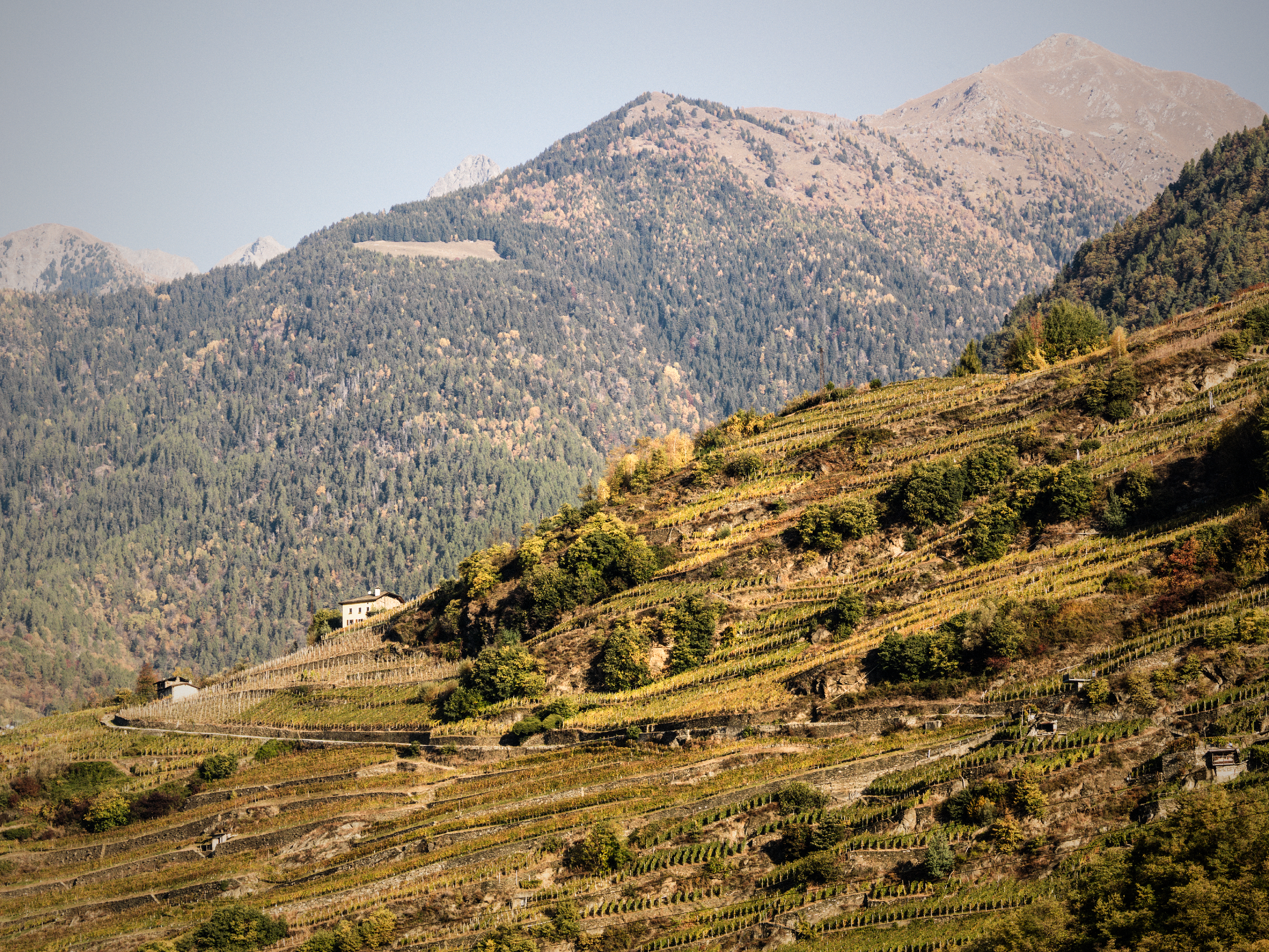 Valtellina <br>il Nebbiolo delle Alpi