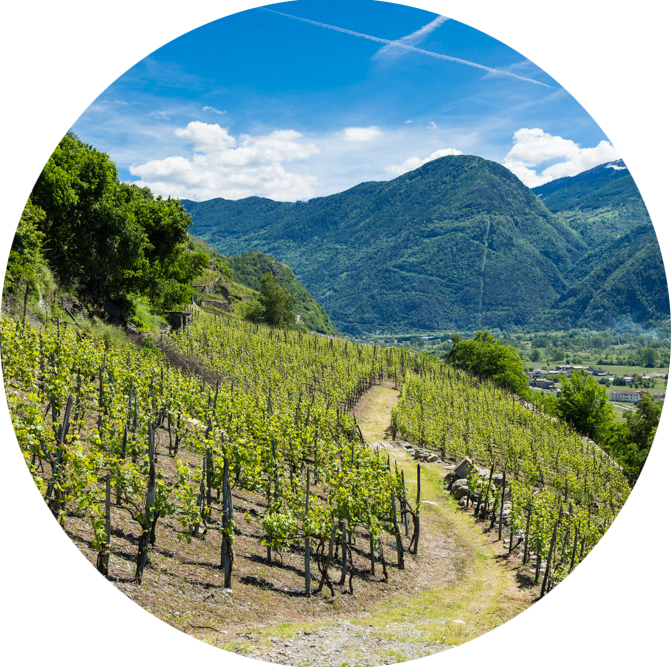 The presence of Nebbiolo in Valtellina dates back to ancient times, an everlasting dialogue between local grapes and stone