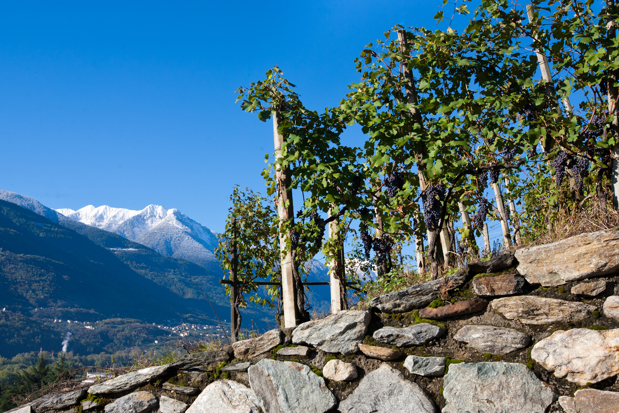 Nebbiolo from the Alps