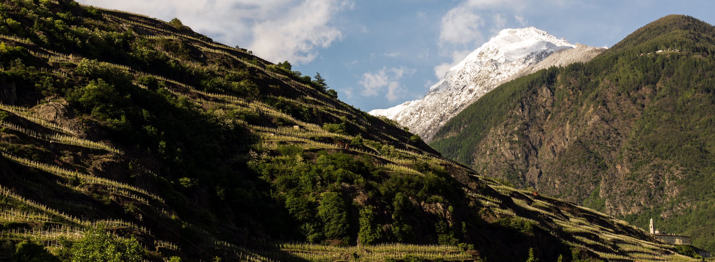 Nebbiolo from the Alps
