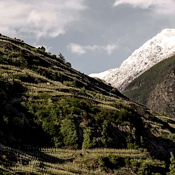 Nebbiolo from the Alps