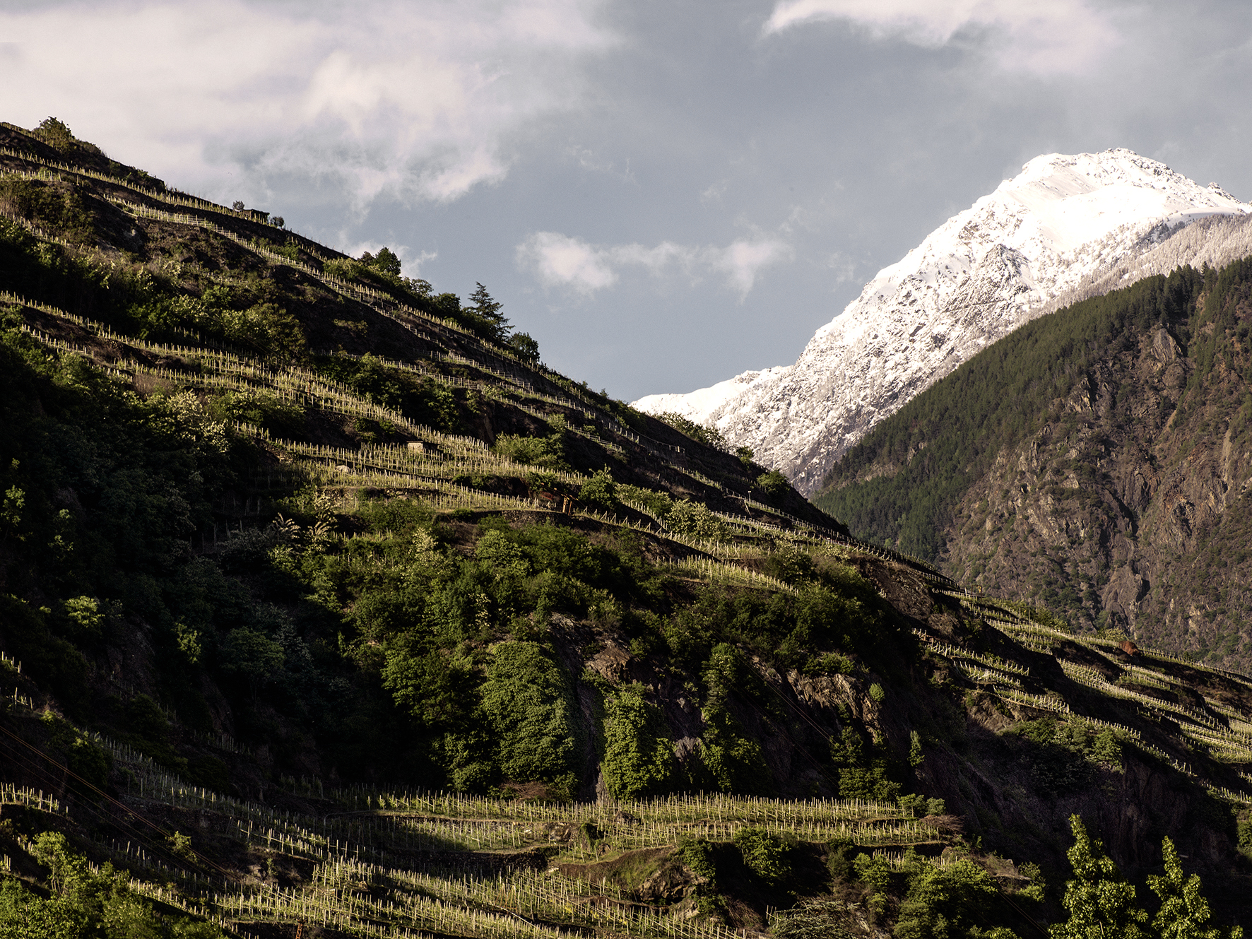 Nebbiolo from the Alps