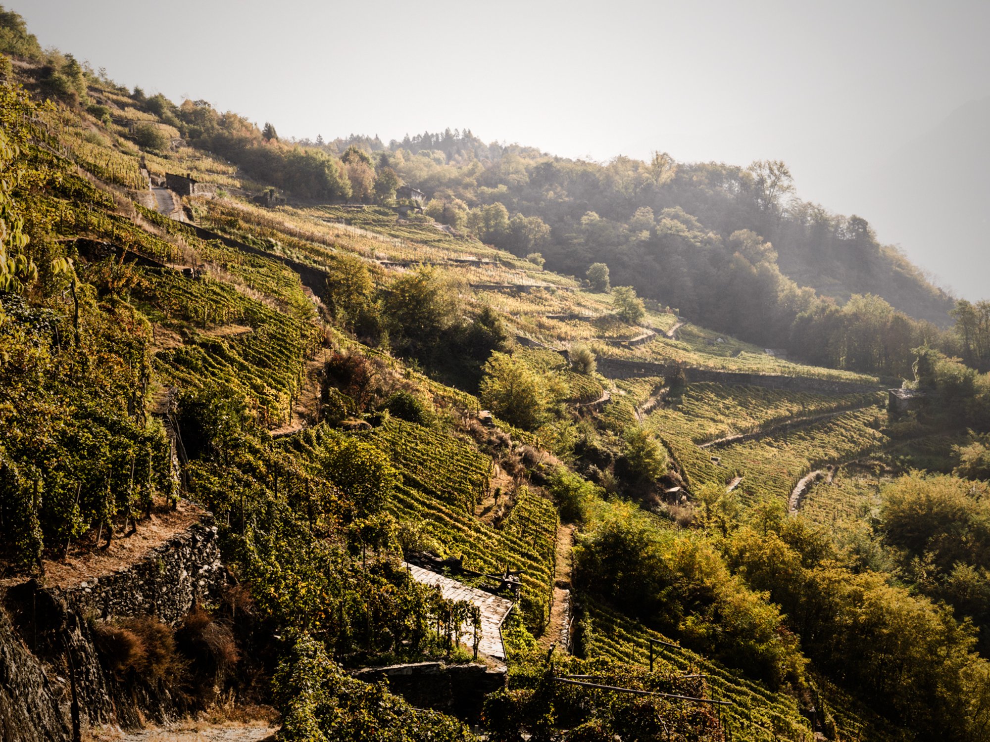 Terraced vineyards