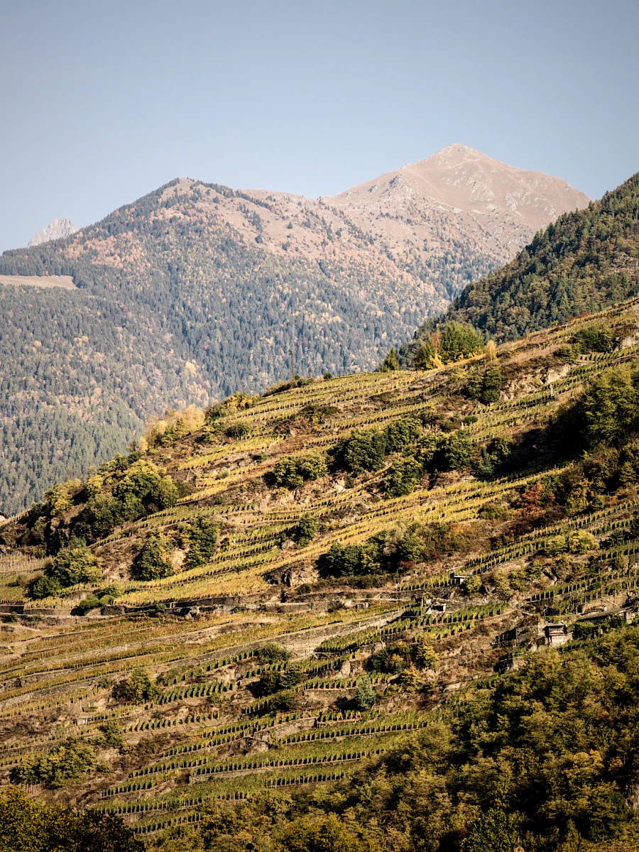 Terraced vineyards