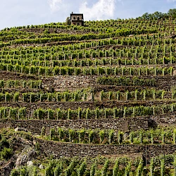 Terraced vineyards