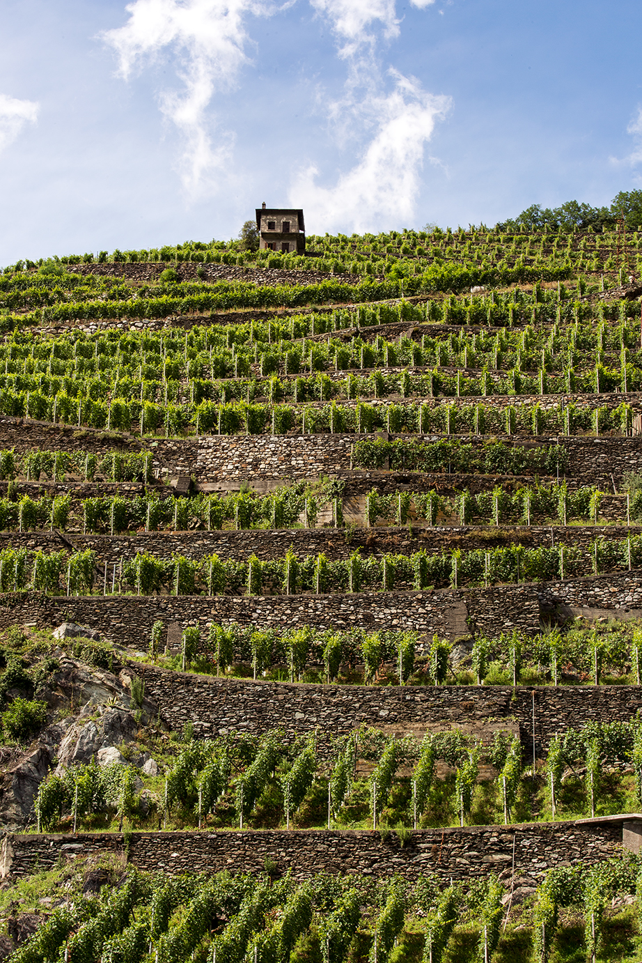 Terraced vineyards