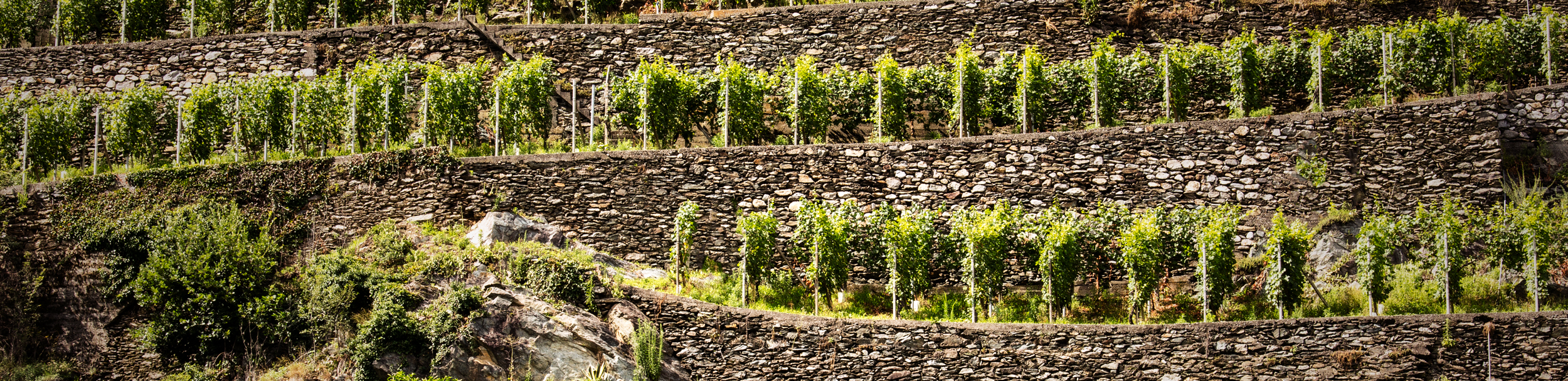 Terraced vineyards