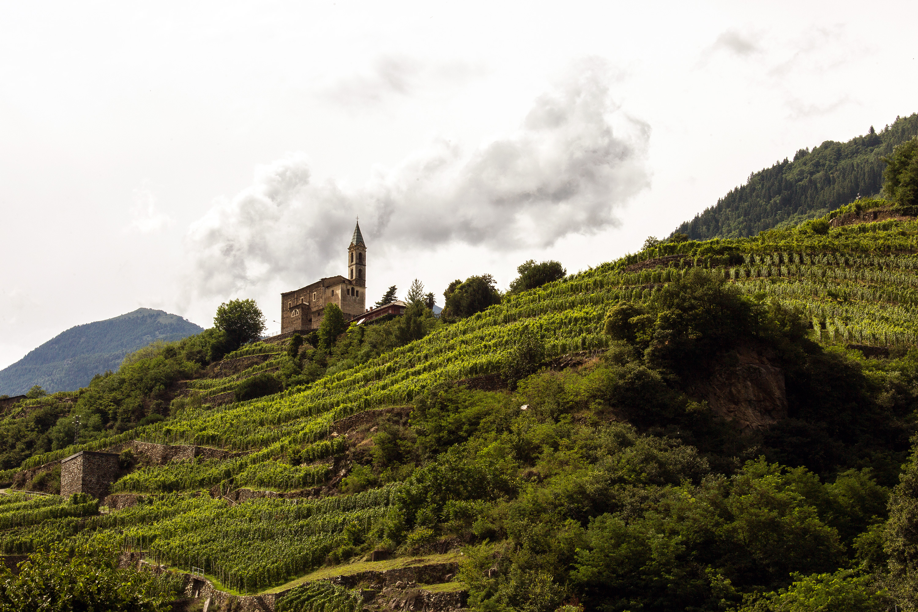 Terraced vineyards