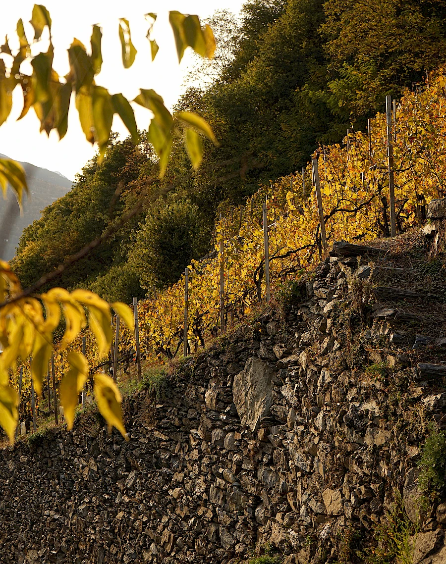 Terraced vineyards