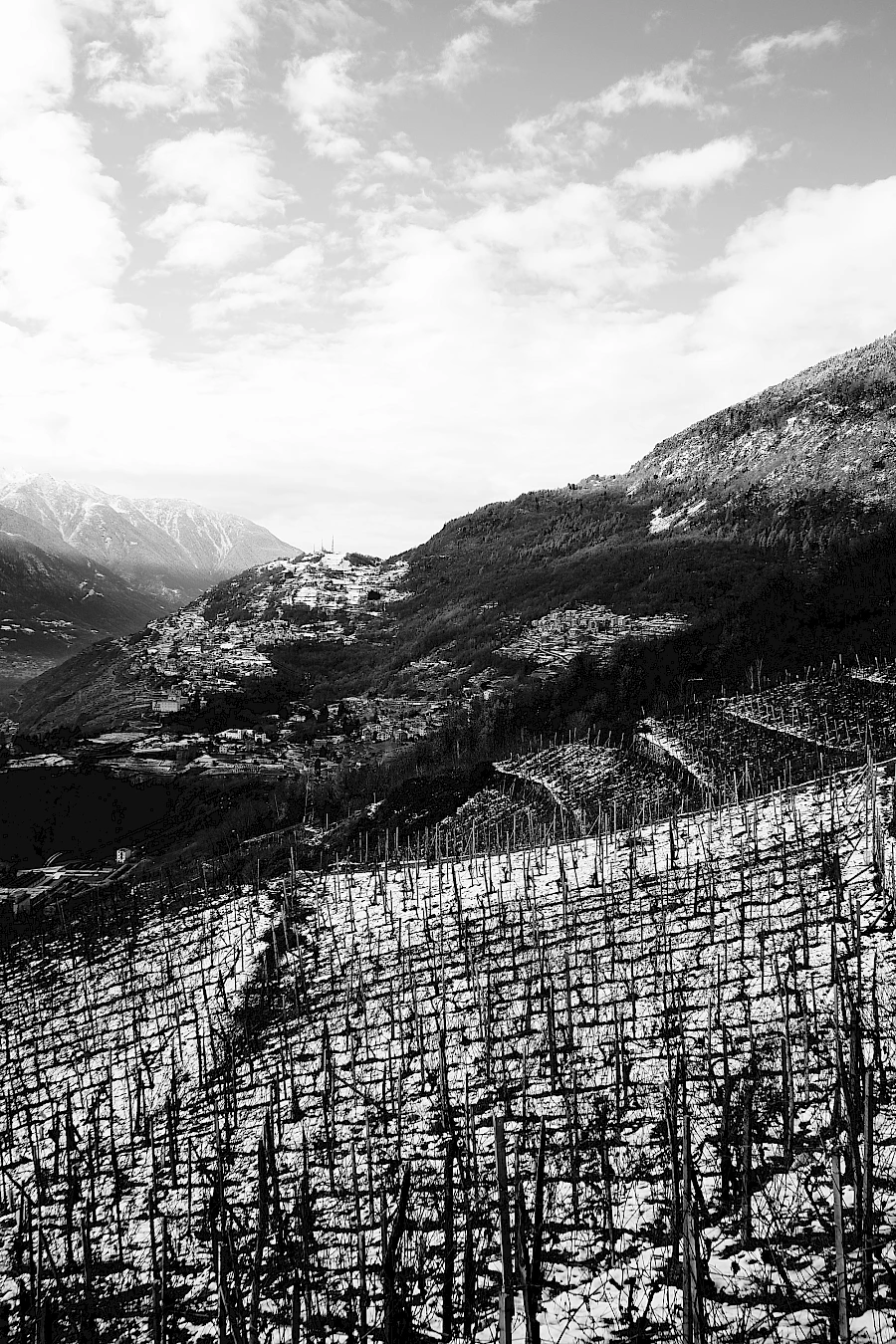 Terraced vineyards