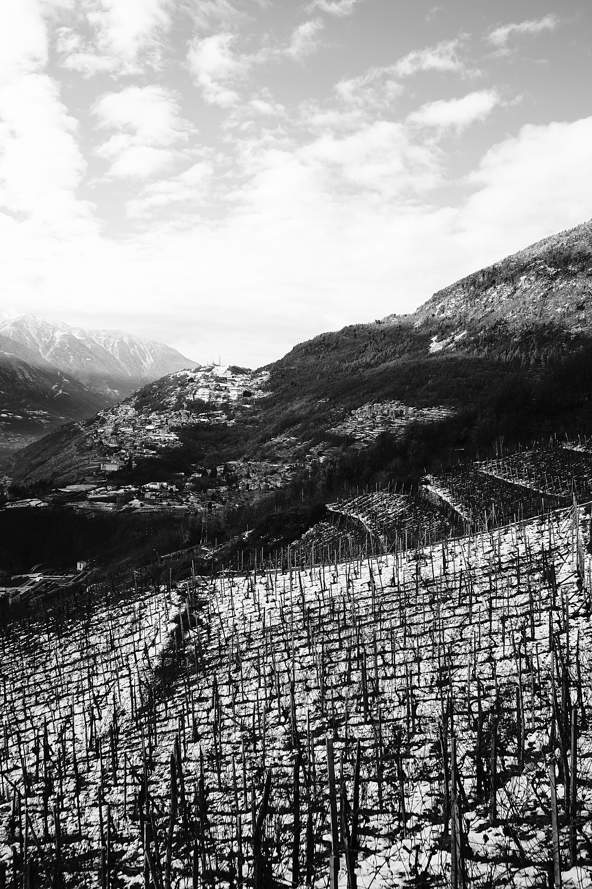 Terraced vineyards