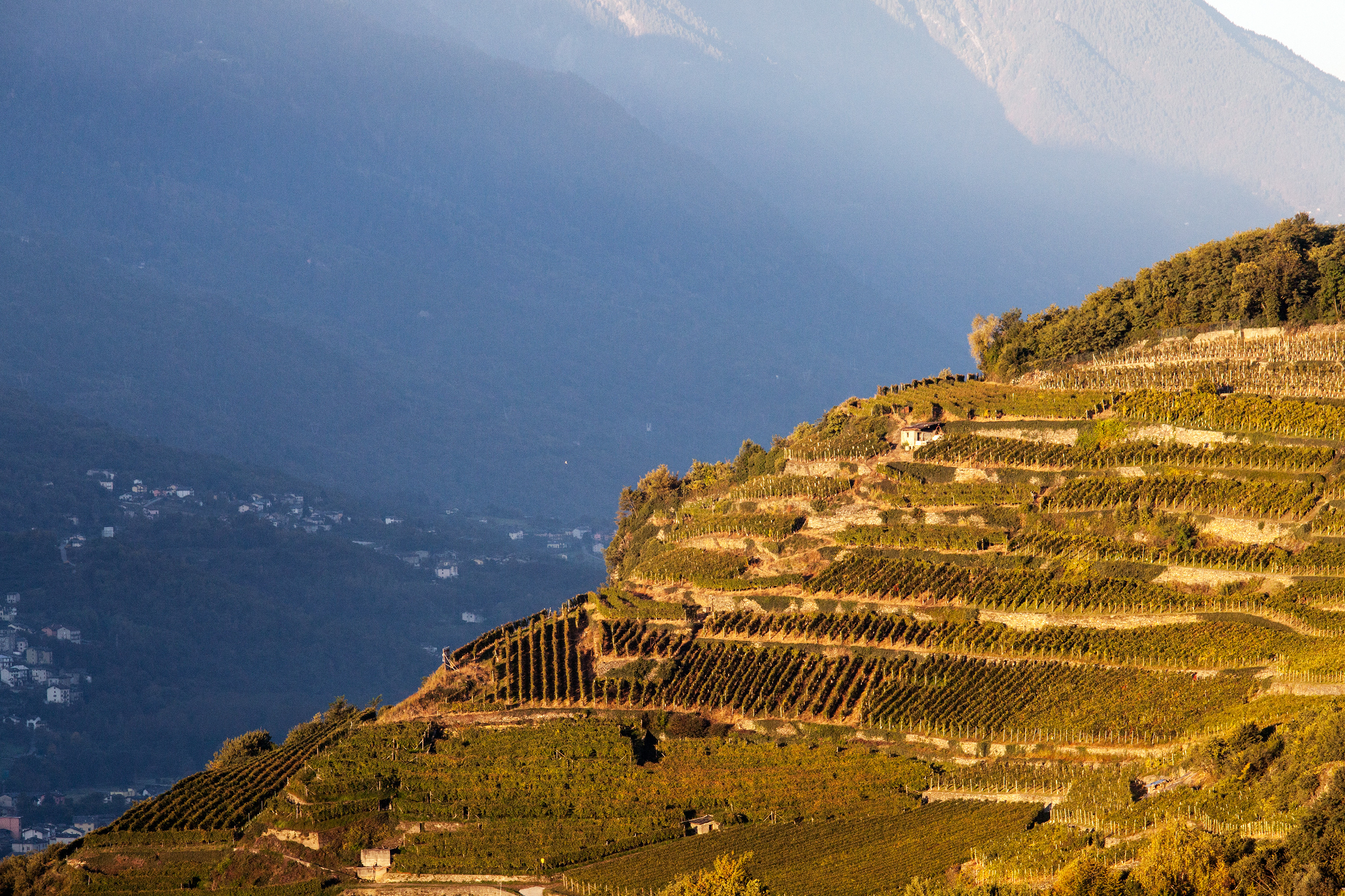 Terraced vineyards