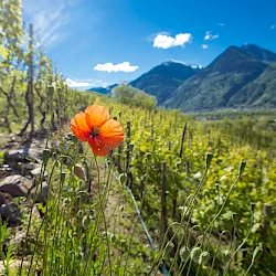 Biodiversity, microclimate, uniqueness