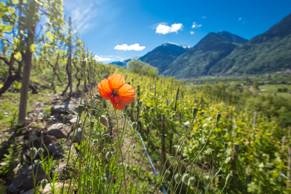 Biodiversity, microclimate, uniqueness