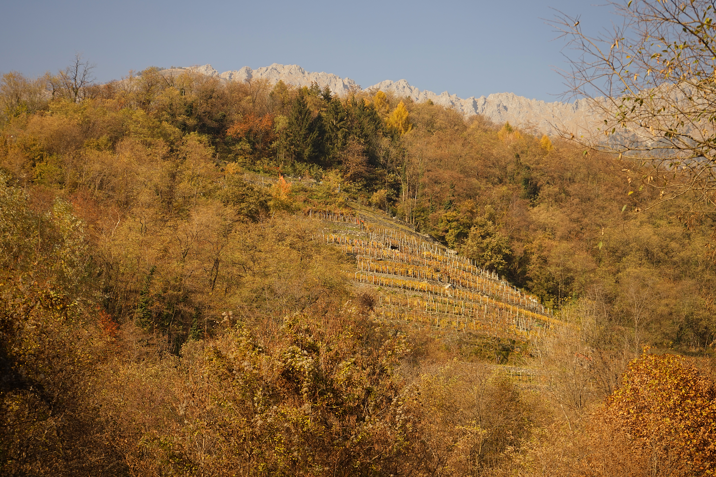 Vineyard and cultivation