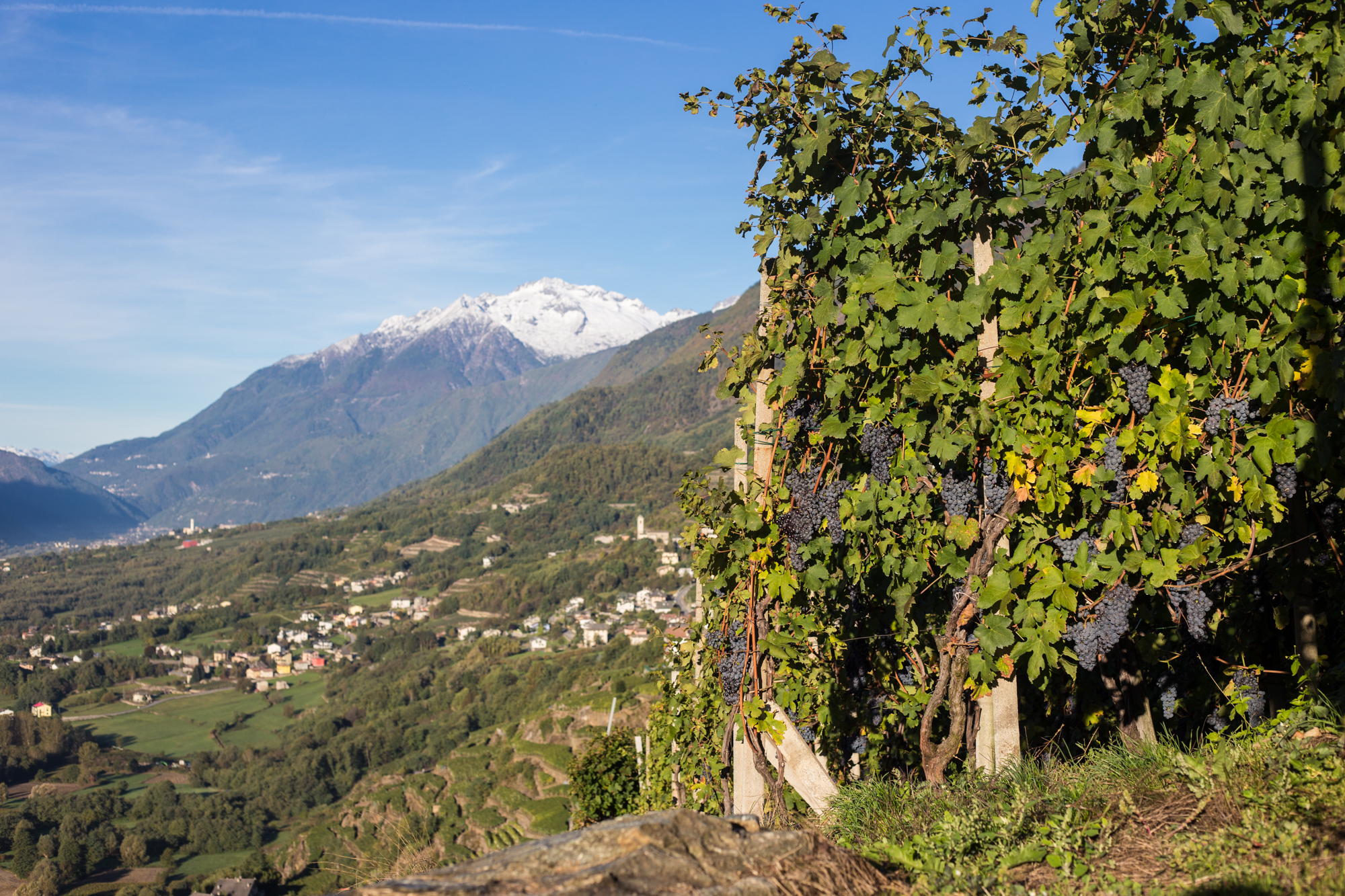 Vineyard and cultivation