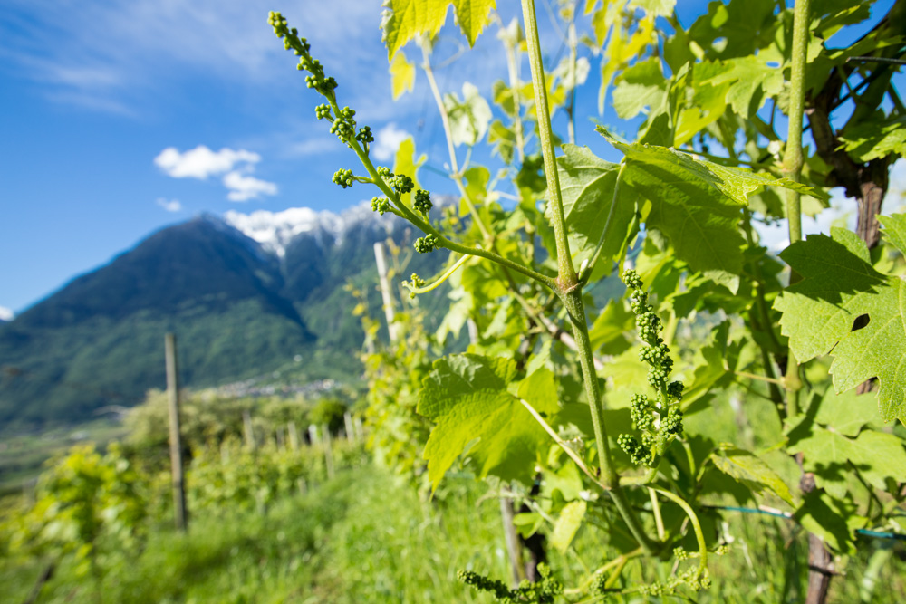 Vineyard and cultivation