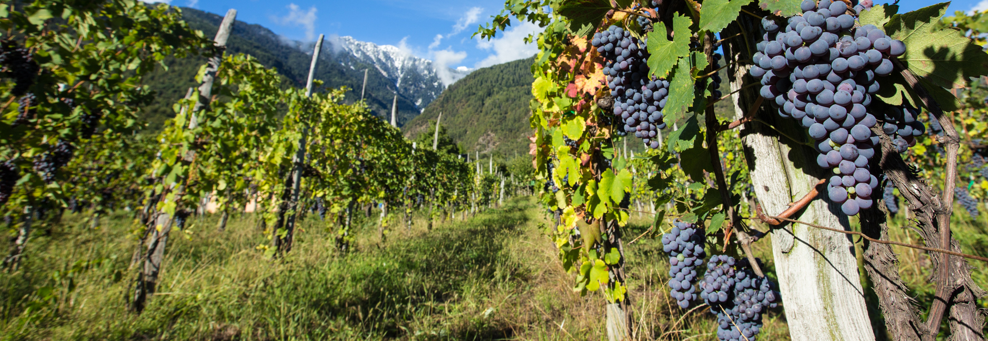 Vineyard and cultivation