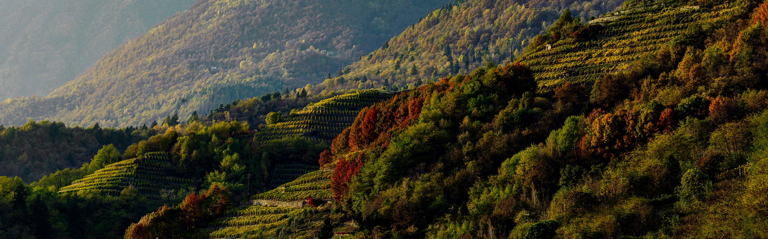 Sottozone di produzione