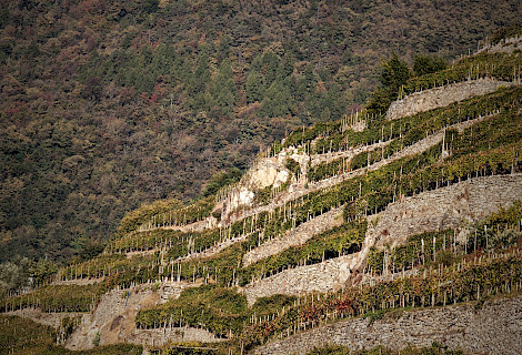 Sforzato di Valtellina